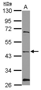 NMUR1 Antibody - Sample (30 ug of whole cell lysate) A: PC-3 10% SDS PAGE NMUR1 antibody diluted at 1:1000