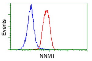NNMT Antibody - Flow cytometry of HeLa cells, using anti-NNMT antibody (Red), compared to a nonspecific negative control antibody (Blue).