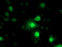NNMT Antibody - Anti-NNMT mouse monoclonal antibody immunofluorescent staining of COS7 cells transiently transfected by pCMV6-ENTRY NNMT.
