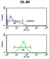 NOD1 Antibody - CARD4 Antibody flow cytometry of HL-60 cells (bottom histogram) compared to a negative control cell (top histogram). FITC-conjugated goat-anti-rabbit secondary antibodies were used for the analysis.