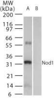 NOD1 Antibody - Western blot of NOD1 in (A) recombinant fusion protein containing amino acids 930-949 and (B) fusion partner without these amino acids, using antibody at 1:2500.