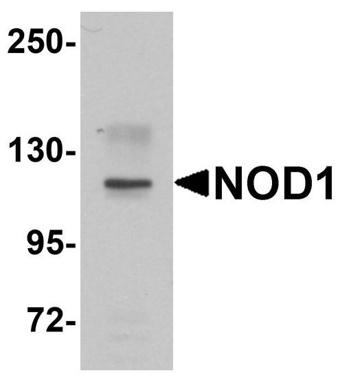 NOD1 Antibody - Western blot analysis of NOD1 in EL4 cell lysate with NOD1 antibody at 1 ug/ml.