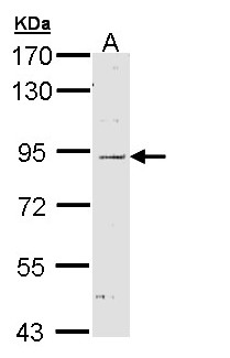 NOD1 Antibody - Sample (30 ug of whole cell lysate). A: H1299. 7.5% SDS PAGE. NOD1 antibody diluted at 1:1000. 