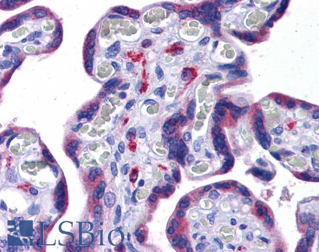 NOD3 / NLRC3 Antibody - Anti-NLRC3 antibody IHC of human placenta. Immunohistochemistry of formalin-fixed, paraffin-embedded tissue after heat-induced antigen retrieval. Antibody concentration 5 ug/ml.
