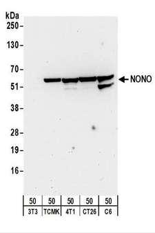 NONO / P54NRB Antibody - Detection of Mouse and Rat NONO by Western Blot. Samples: Whole cell lysate (50 ug) from NIH3T3, TCMK-1, 4T1, CT26.WT, and rat C6 cells. Antibodies: Affinity purified rabbit anti-NONO antibody used for WB at 0.1 ug/ml. Detection: Chemiluminescence with an exposure time of 30 seconds.