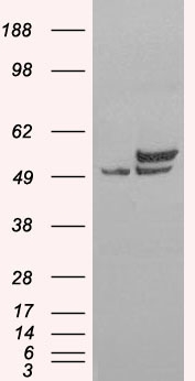 NONO / P54NRB Antibody - HEK293 overexpressing Human NONO (RC206688) and probed with (mock transfection in first lane).