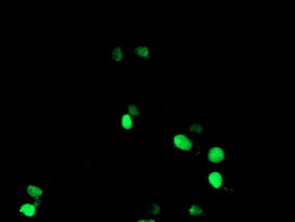 NONO / P54NRB Antibody - Anti-NONO mouse monoclonal antibody immunofluorescent staining of COS7 cells transiently transfected by pCMV6-ENTRY NONO.