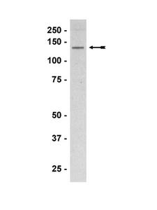 NOS3 / eNOS Antibody - WB: HUVEC cell lysate was probed with anti-eNOS/NOS III (1 ug/ml).