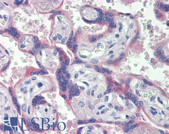 NOS3 / eNOS Antibody - Anti-ENOS antibody IHC of human placenta. Immunohistochemistry of formalin-fixed, paraffin-embedded tissue after heat-induced antigen retrieval. Antibody concentration 10 ug/ml.