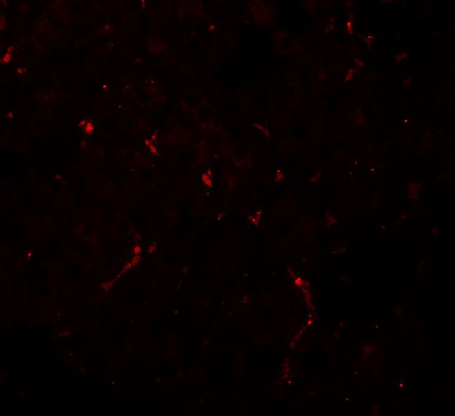 NOSTRIN Antibody - Immunofluorescence of NOSTRIN in mouse kidney tissue with NOSTRIN antibody at 20 ug/ml.