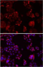 NOTCH3 Antibody - Immunofluorescence analysis of SW480 cells showing nuclear and cytoplasmic localization with NOTCH3 antibody 1:200 (top,red).