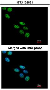 NOVA1 Antibody - Immunofluorescence of paraformaldehyde-fixed A431 using NOVA1 antibody at 1:200 dilution.