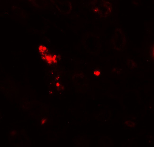 NOX3 Antibody - Immunofluorescence of NOX3 in human kidney tissue with NOX3 antibody at 20 ug/ml.