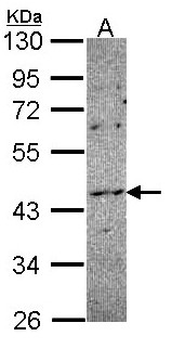 NOXO1 Antibody - Sample (30 ug of whole cell lysate). A: HCT116 10% SDS PAGE. NOXO1 antibody diluted at 1:1000.