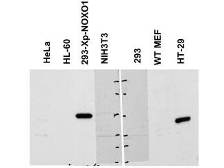 NOXO1 Antibody - Anti-NOXO1 Antibody - Western Blot. Western blot of Affinity Purified anti-NOXO1 antibody shows detection of a band ~50 kD corresponding to human NOXO1 (arrowhead). Reactivity was observed in transfected human 293 cells and human HT-29 colon carcinoma cells (endogenous). Under these conditions endogenous NOXO1 detection was not observed in HeLa, HL-60, untransfected 293 or WT MEF cells. A 1:1000 dilution of the primary antibody was used for detection followed by secondary antibody reactivity. Specific band reactivity was competed away when the antibody was pre-incubated with the peptide immunogen (data not shown). Personal Communication, Zhenggang Liu, NIH, CCR, Bethesda, MD.