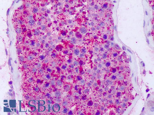 NPFF2 / NPFFR2 Antibody - Anti-NPFF2 / NPFFR2 antibody IHC of human testis. Immunohistochemistry of formalin-fixed, paraffin-embedded tissue after heat-induced antigen retrieval. Antibody dilution 4-7 ug/ml.
