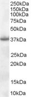 NPM1 / NPM / Nucleophosmin Antibody - NPM1 antibody (0.1 ug/ml) staining of Hela lysate (35 ug protein/ml in RIPA buffer). Primary incubation was 1 hour. Detected by chemiluminescence.
