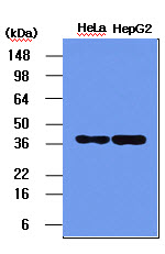 NPM1 / NPM / Nucleophosmin Antibody - The HeLa and HepG2 cell lysates (5 ug) were resolved by SDS-PAGE, transferred to PVDF membrane and probed with anti-human NPM (1:1000). Proteins were visualized using a goat anti-mouse secondary antibody conjugated to HRP and an ECL detection system.