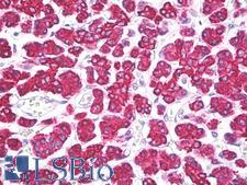 NPPB / BNP Antibody - Anti-BNP antibody IHC of human pancreas. Immunohistochemistry of formalin-fixed, paraffin-embedded tissue after heat-induced antigen retrieval. Antibody dilution 10 ug/ml.