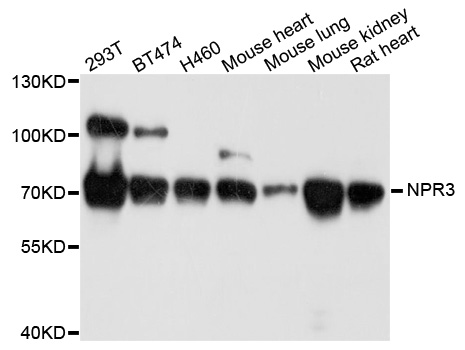 NPR3 Antibody - Western blot analysis of extract of various cells.