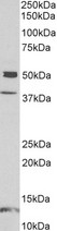 NPTX1 Antibody - NPTX1 antibody (1 ug/ml) staining of Human Frontal Cortex lysate (35 ug protein in RIPA buffer). Primary incubation was 1 hour. Detected by chemiluminescence.