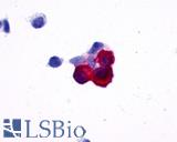 NPY5R Antibody - Anti-NPY5R antibody immunocytochemistry (ICC) staining of HEK293 human embryonic kidney cells transfected with NPY5R.