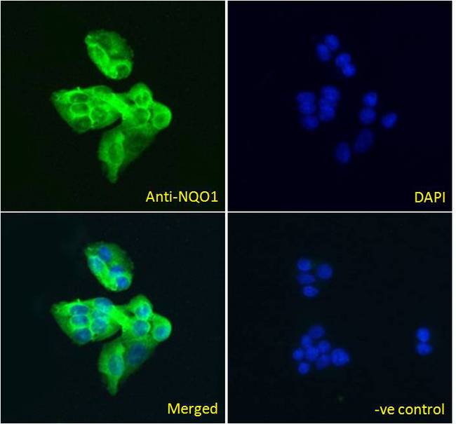 NQO1 Antibody - NQO1 antibody immunofluorescence analysis of paraformaldehyde fixed HepG2 cells, permeabilized with 0.15% Triton. Primary incubation 1hr (5ug/ml) followed by Alexa Fluor 488 secondary antibody (2ug/ml), showing cytoplasmic staining. The nuclear stain is DAPI (blue). Negative control: Unimmunized goat IgG (10ug/ml) followed by Alexa Fluor 488 secondary antibody (2ug/ml).
