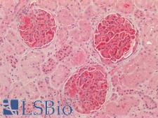 NQO1 Antibody - Human Kidney: Formalin-Fixed, Paraffin-Embedded (FFPE) HIER using 10 mM sodium citrate buffer pH 6.0