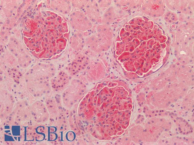 NQO1 Antibody - Human Kidney: Formalin-Fixed, Paraffin-Embedded (FFPE) HIER using 10 mM sodium citrate buffer pH 6.0