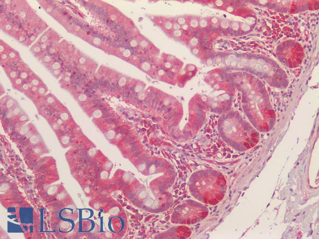 NQO1 Antibody - Human Small Intestine: Formalin-Fixed, Paraffin-Embedded (FFPE) HIER using 10 mM sodium citrate buffer pH 6.0