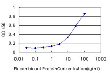 NR1D1 Antibody - Detection limit for recombinant GST tagged NR1D1 is approximately 1 ng/ml as a capture antibody.