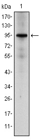NR3C1/Glucocorticoid Receptor Antibody - Western blot using NR3C1 mouse monoclonal antibody against HeLa cell lysate.