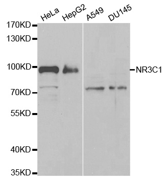 NR3C1/Glucocorticoid Receptor Antibody - Western blot analysis of extracts of various cell lines, using NR3C1 antibody.