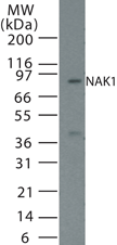 NR4A1 / NUR77 Antibody - Western blot of Nak-1 in 15 ugs of NIH3T3 cell lysate using antibody at 1:500 dilution.