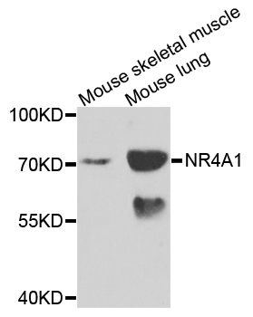NR4A1 / NUR77 Antibody - Western blot analysis of extracts of mouse testis.
