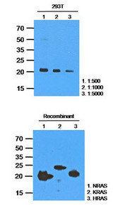 NRAS / N-ras Antibody - Extracts of 293T(35 ug) were resolved by SDS-PAGE, transferred to PVDF membrane and probed with anti-human RAS (1:500~1:5000). Proteins were visualized using a goat anti-mouse secondary antibody conjugated to HRP and an ECL detection system. The cross-reacting of anti-human RAS(AT2G9) was analyzed by western blot with recombinant protein (200ng) of NRAS, KRAS and HRAS.