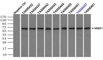 NRBP1 / NRBP Antibody - Immunoprecipitation(IP) of NRBP1 by using monoclonal anti-NRBP1 antibodies (Negative control: IP without adding anti-NRBP1 antibody.). For each experiment, 500ul of DDK tagged NRBP1 overexpression lysates (at 1:5 dilution with HEK293T lysate), 2 ug of anti-NRBP1 antibody and 20ul (0.1 mg) of goat anti-mouse conjugated magnetic beads were mixed and incubated overnight. After extensive wash to remove any non-specific binding, the immuno-precipitated products were analyzed with rabbit anti-DDK polyclonal antibody.