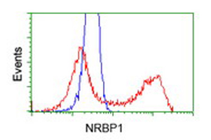 NRBP1 / NRBP Antibody - HEK293T cells transfected with either overexpress plasmid (Red) or empty vector control plasmid (Blue) were immunostained by anti-NRBP1 antibody, and then analyzed by flow cytometry.