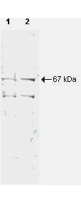 NRF1 / NRF-1 Antibody - Anti-NRF1 Antibody - Western Blot. Western blot of Protein A Purified anti-NRF1 antibody shows detection of a 67-kD band corresponding to human NRF1 in a (lane 1) HeLa nuclear extract and (lane 2) whole cell lysate (molecular weight marker not shown). Approx. 10 ug of each lysate was separated by SDS-PAGE and transferred onto nitrocellulose. The blot was incubated with a 1:500 dilution of the antibody at room temperature for 1 h followed by detection using IRDye700 labeled Goat-a-Rabbit IgG [H&L] ( diluted 1:2500. IRDye700 fluorescence image was captured using the Odyssey Infrared Imaging System developed by LI-COR. IRDye is a trademark of LI-COR, Inc. Other detection systems will yield similar results.