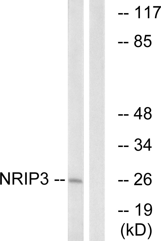 NRIP3 Antibody - Western blot analysis of lysates from COLO cells, using NRIP3 Antibody. The lane on the right is blocked with the synthesized peptide.