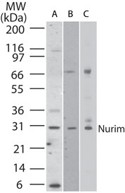 NRM Antibody - Western blot of Nurim in A) human HeLa, B) mouse NIH 3T3, and C) human PC3 cell lysate using antibody at 2 ug/ml.