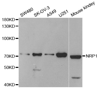 NRP1 / Neuropilin 1 Antibody - Western blot analysis of extracts of various cell lines, using NRP1 antibody.