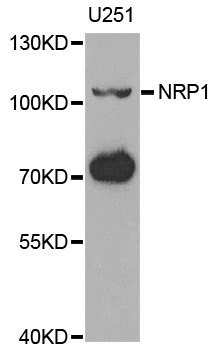 NRP1 / Neuropilin 1 Antibody - Western blot analysis of extracts of U251 cells.