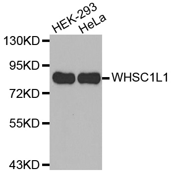 NSD3 / WHSC1L1 Antibody - Western blot analysis of extracts of various cell lines, using WHSC1L1 antibody.