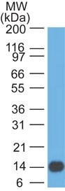 NT5E / eNT / CD73 Antibody - Western Blot: CD73 Antibody (45M4F9) [Azide Free] - analysis of CD73 in a partial recombinant protein using CD73 antibody at 1 ug/ml. goat anti-mouse Ig HRP secondary antibody and PicoTect ECL substrate solution were used for this test. This image was taken for the unmodified form of this product. Other forms have not been tested.