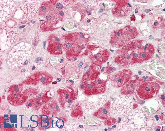 NT5E / eNT / CD73 Antibody - Anti-NT5E / CD73 antibody IHC of human adrenal. Immunohistochemistry of formalin-fixed, paraffin-embedded tissue after heat-induced antigen retrieval. Antibody concentration 10 ug/ml.