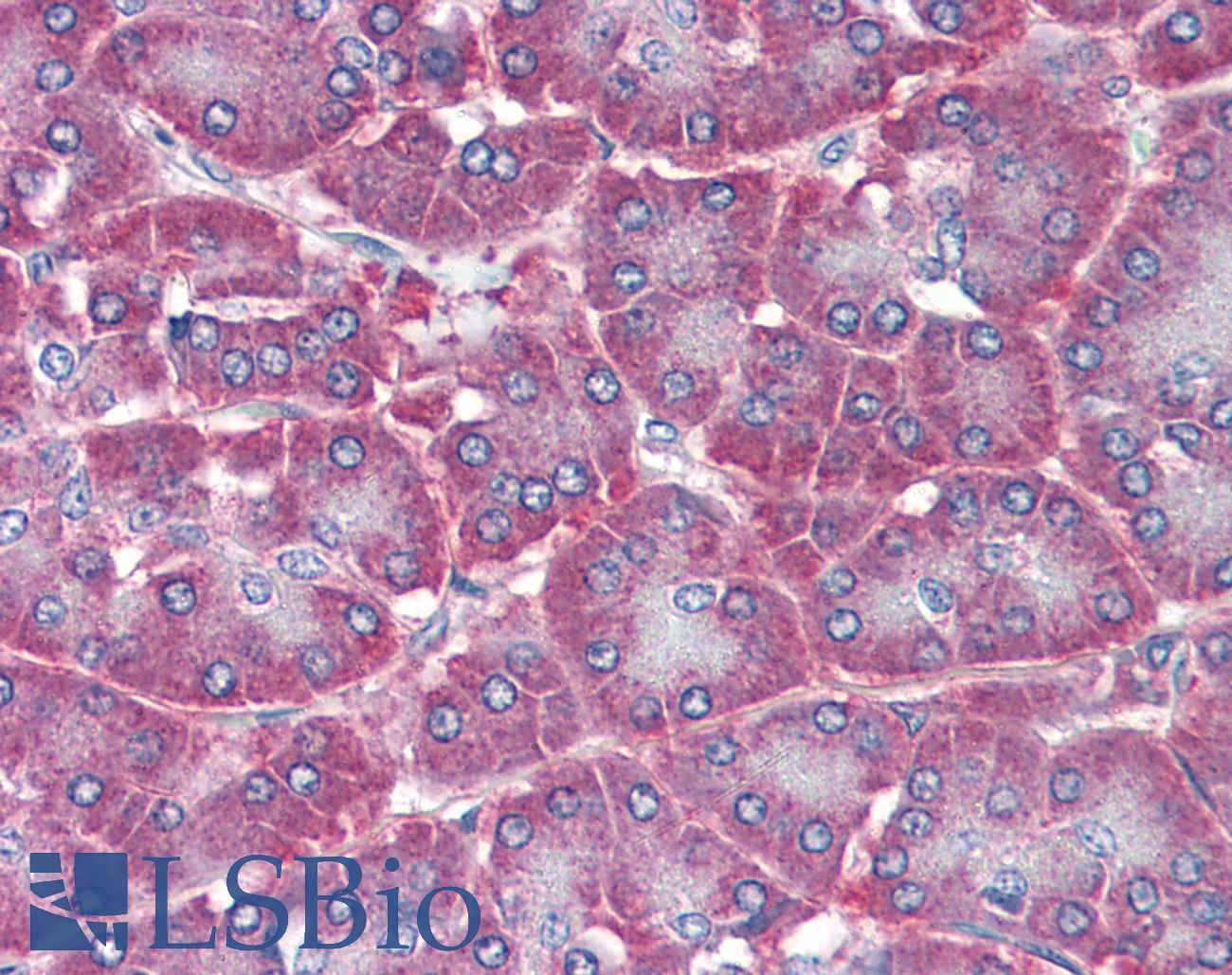 NT5E / eNT / CD73 Antibody - Anti-NT5E / CD73 antibody IHC of human pancreas. Immunohistochemistry of formalin-fixed, paraffin-embedded tissue after heat-induced antigen retrieval. Antibody concentration 10 ug/ml.