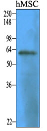 NT5E / eNT / CD73 Antibody - Cell lysates of human mesenchymal stem cell (30 ug) were resolved by SDS-PAGE, transferred to NC membrane and probed with anti-human CD73 (1:1000). Proteins were visualized using a goat anti-mouse secondary antibody conjugated to HRP and an ECL.