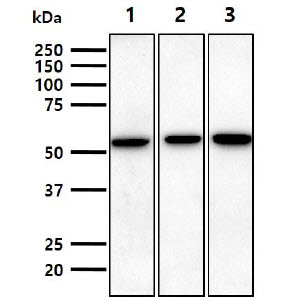 NT5E / eNT / CD73 Antibody - The cell lysates (40ug) were resolved by SDS-PAGE, transferred to PVDF membrane and probed with anti-human CD73 antibody (1:1000). Proteins were visualized using a goat anti-mouse secondary antibody conjugated to HRP and an ECL detection system.Lane 1.: HepG2 cell lysate Lane 2.: WiDr cell lysate Lane 3.: A431 cell lysate
