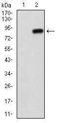 NT5E / eNT / CD73 Antibody - Western blot using NT5E monoclonal antibody against HEK293 (1) and NT5E (AA: 30-250)-hIgGFc transfected HEK293 (2) cell lysate.